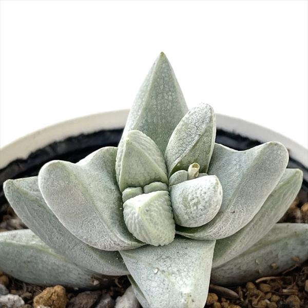 多肉植物 hmクラッスラ 夢稚児 多肉植物 クラッスラ 6cmポット