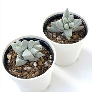 多肉植物 hmクラッスラ 夢稚児 多肉植物 ク...の詳細画像1