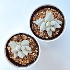 多肉植物 hmクラッスラ 夢稚児 多肉植物 ク...の詳細画像2