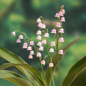 クリスマスローズ開花株 DDホワイトフラッシュ 079 現品限り : 金井