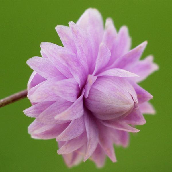 予約販売 タリクトラム 苗 ヒューイットダブル 10.5cmポット 八重カラマツソウ 多年草 ガーデ...