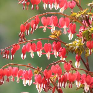 果樹苗】ジャボチカバ 苗木 中葉系 3号（9cm）ポット植え : 四国