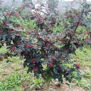 【まもなく締め切り】 予約販売 山椒 苗 華北...の詳細画像2