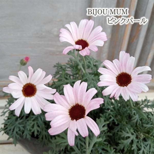 予約販売 ビジューマム 苗 ピンクパール 3.5号ポット 花苗 ガーデニング 苗 3月上旬以降発送