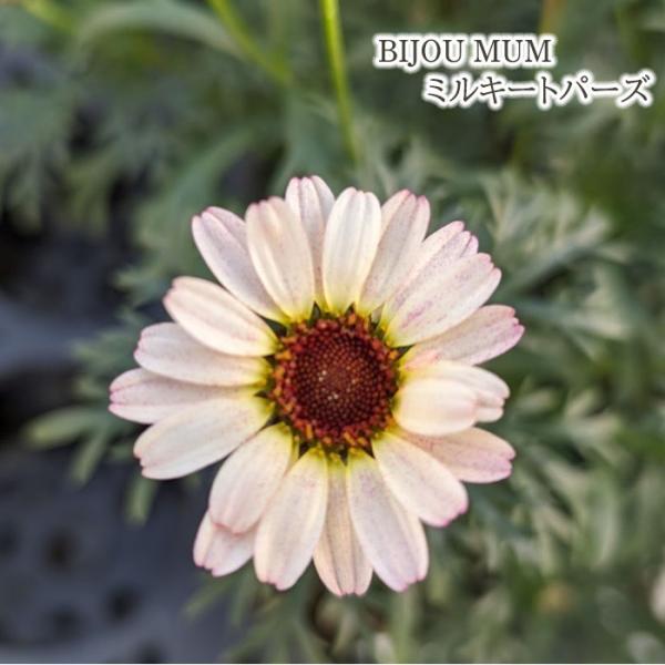予約販売 ビジューマム 苗 ミルキートパーズ 3.5号ポット 花苗 ガーデニング 苗 3月上旬以降発...