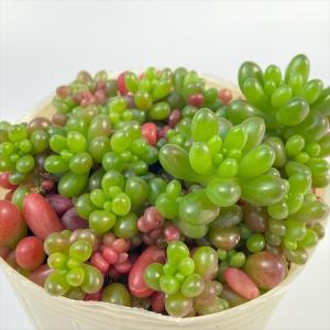 日本花キ流通 多肉植物 hmセダム ルビーティント多肉植物 セダム 6cm