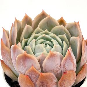 多肉植物 hxエケベリア 原種エレガンス×リンゼ...の商品画像