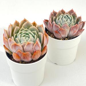 多肉植物 hxエケベリア 原種エレガンス×リン...の詳細画像1