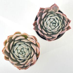 多肉植物 hxエケベリア 原種エレガンス×リン...の詳細画像2