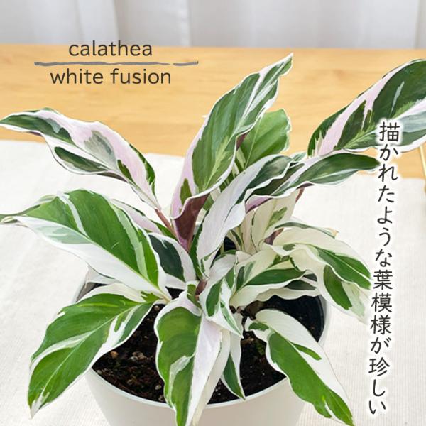 予約販売 観葉植物 カラテア ホワイトフュージョン 4号鉢 送料無料 小型 小さい 室内 プレゼント...