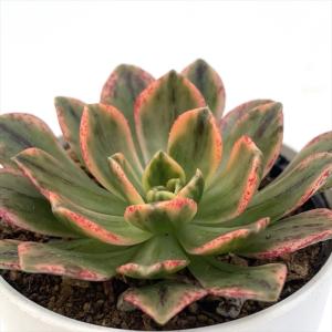 日本花キ流通 多肉植物 caアエオニウム ブロンズメダル錦 多肉植物