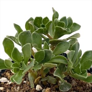多肉植物 kthグラプトセダム 小桃いろは 品種登録出願中 古都の葉さん