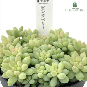 日本花キ流通 多肉植物 hmセダム ルビーティント多肉植物 セダム 6cm
