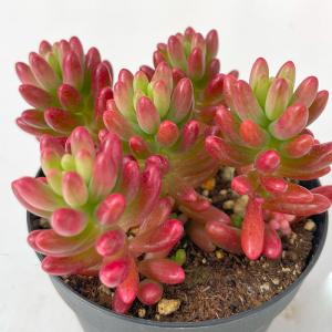 多肉植物 hstセダム オーロラ 多肉植物 星つ...の商品画像