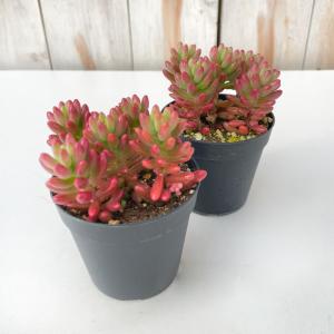 多肉植物 hstセダム オーロラ 多肉植物 星...の詳細画像1