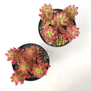 多肉植物 hstセダム オーロラ 多肉植物 星...の詳細画像2