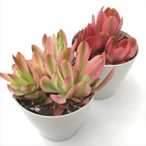 多肉植物 caクラッスラ 火祭りの光 多肉植物...の詳細画像1