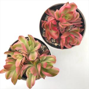 多肉植物 caクラッスラ 火祭りの光 多肉植物...の詳細画像2