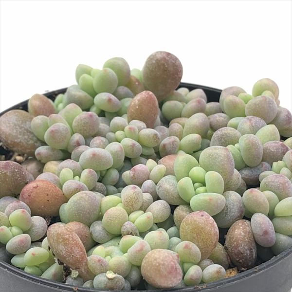 多肉植物 hstグラプトペタルム パキフィルム 多肉植物 星つぶやさん苗 グラプトペタルム 7.5c...