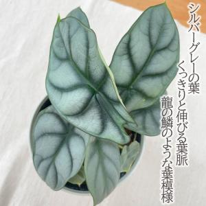 観葉植物 アロカシア シルバードラゴン 4号鉢...の詳細画像1