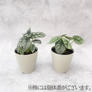 観葉植物 アロカシア シルバードラゴン 4号鉢...の詳細画像2