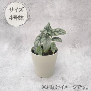観葉植物 アロカシア シルバードラゴン 4号鉢...の詳細画像3