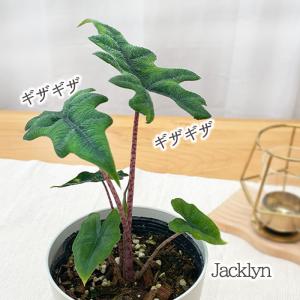 観葉植物 アロカシア ジャックリン 4号鉢 小型 小さい 室内 プレゼント インテリア おしゃれ mzt