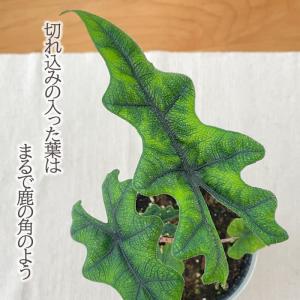観葉植物 アロカシア ジャックリン 4号鉢 小...の詳細画像1