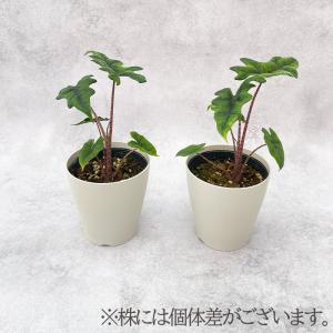 観葉植物 アロカシア ジャックリン 4号鉢 小...の詳細画像2