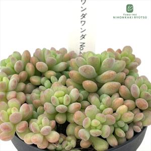 日本花キ流通 多肉植物 seセダム ヒスパニカム プルプレア 9cmポット