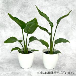 観葉植物 cot ストレリチア オーガスタ 4...の詳細画像2