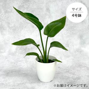 観葉植物 cot ストレリチア オーガスタ 4...の詳細画像3