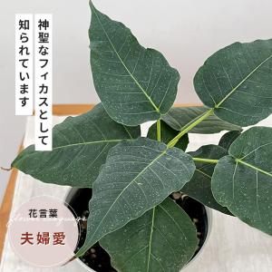 観葉植物 フィカス レリジオーサ 4号鉢 イン...の詳細画像1