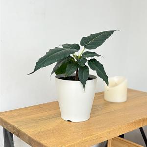 観葉植物 フィカス レリジオーサ 4号鉢 イン...の詳細画像2