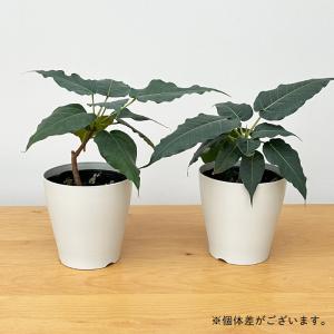 観葉植物 フィカス レリジオーサ 4号鉢 イン...の詳細画像3