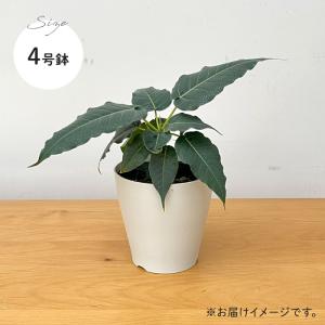 観葉植物 フィカス レリジオーサ 4号鉢 イン...の詳細画像4