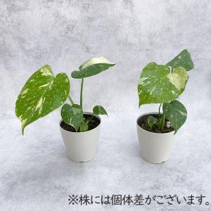 観葉植物 モンステラ タイコンステレーション ...の詳細画像3