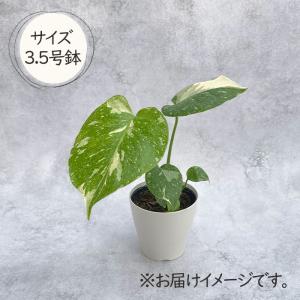 観葉植物 モンステラ タイコンステレーション ...の詳細画像4