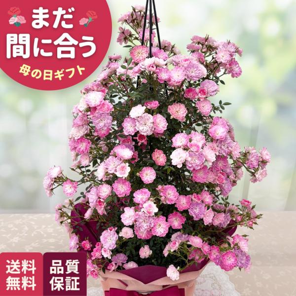 爆買 母の日 ギフト 花 バラ 舞姫 タワー 6号鉢 早割 送料無料 母の日 プレゼント 鉢植え つ...