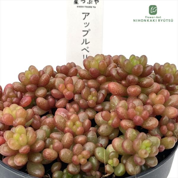 多肉植物 hstセダム アップルベリー 多肉植物 星つぶやさん苗 セダム 7.5cmポット