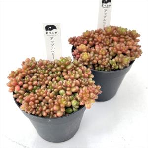 多肉植物 hstセダム アップルベリー 多肉植...の詳細画像1