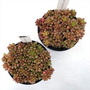 多肉植物 hstセダム アップルベリー 多肉植...の詳細画像2