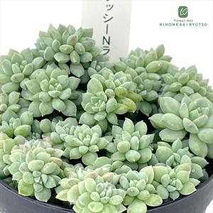 多肉植物 hstセデベリア クリッシーNライアン...の商品画像
