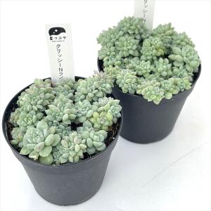 多肉植物 hstセデベリア クリッシーNライア...の詳細画像1