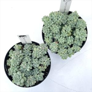 多肉植物 hstセデベリア クリッシーNライア...の詳細画像2