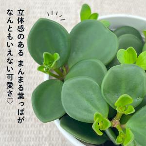 観葉植物 cot ペペロミア ホープ 3.5号...の詳細画像1