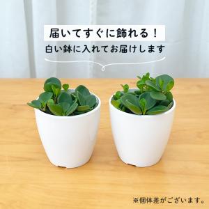 観葉植物 cot ペペロミア ホープ 3.5号...の詳細画像2