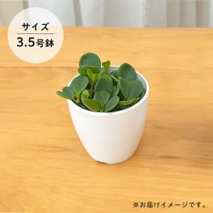 観葉植物 cot ペペロミア ホープ 3.5号...の詳細画像3