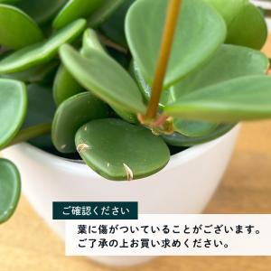 観葉植物 cot ペペロミア ホープ 3.5号...の詳細画像4