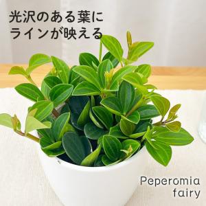 観葉植物 cot ペペロミア フェアリー 3.5号鉢 観葉植物 小型 小さい 室内 贈り物 プレゼント インテリア おしゃれ